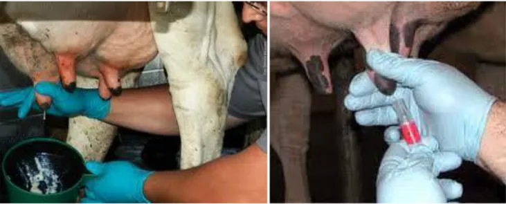 Foto n.4 Fasi del campionamento del latte  Sui campioni di latte sono stati valutati: 