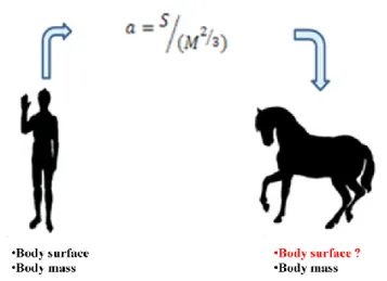 Figure 2.2 Algorithm that permits the correlation between body mass of a horse and its  body surface area once “a” using known body mass and surface area 