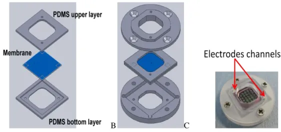 Figure 3.11 A: Membrane shielded by a pair of PDMS layers. B: sandwich made by PDMS  layers and membrane  housed in bottom disc slot