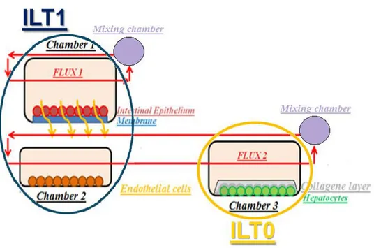 Figure 3.1The ILT circuit composed of ILT1 and ILT0 bioreactors 