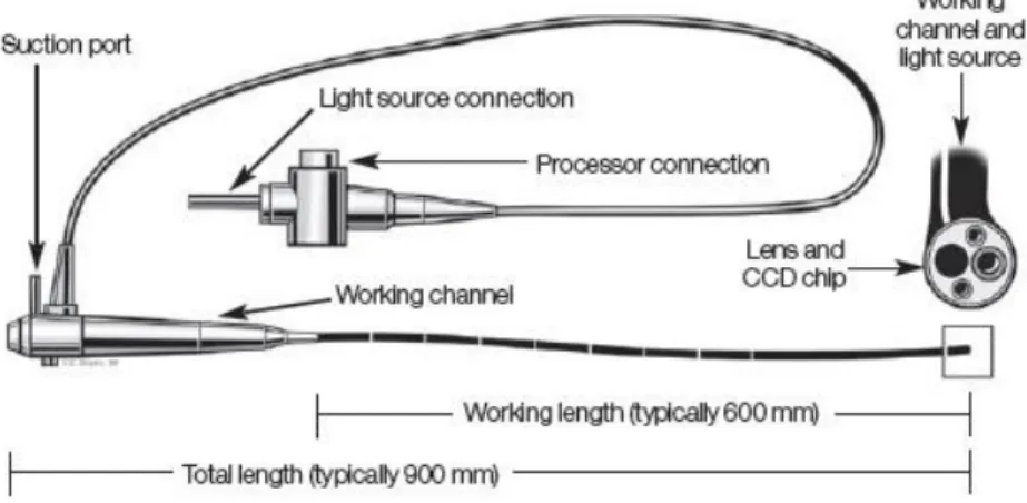 Figure 1.3: Bronchoscope [10]. 