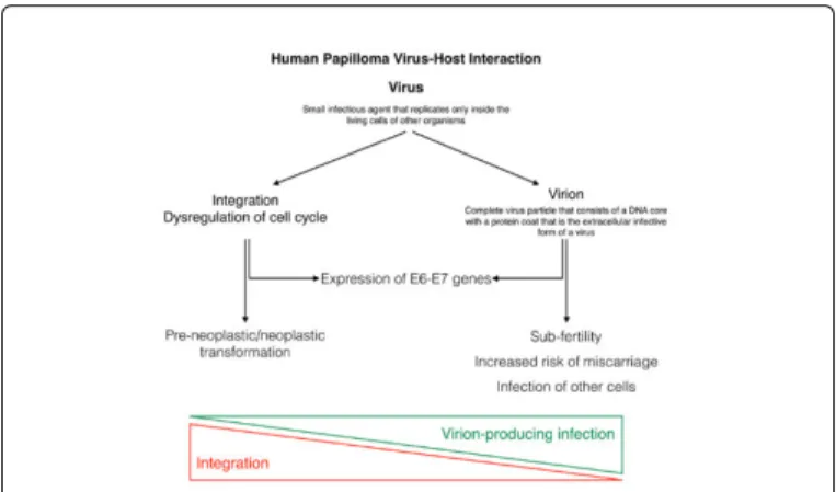 Figure 1: Human papilloma virus-host interaction.