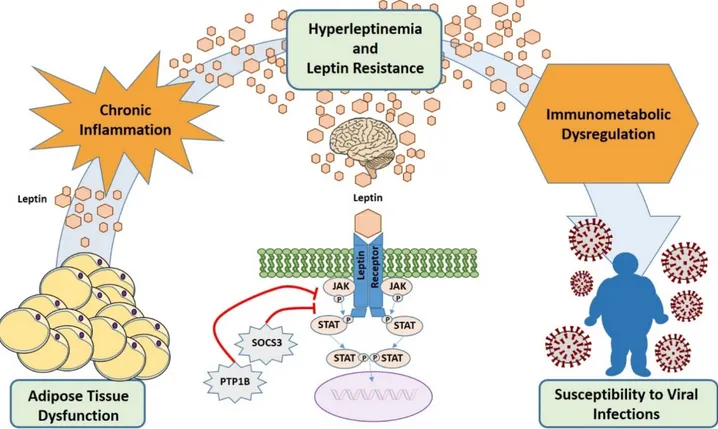 Figure 3. Hyperleptinemia and leptin resistance contribute to immune dysregulation and increased susceptibility to viral  infections in obesity