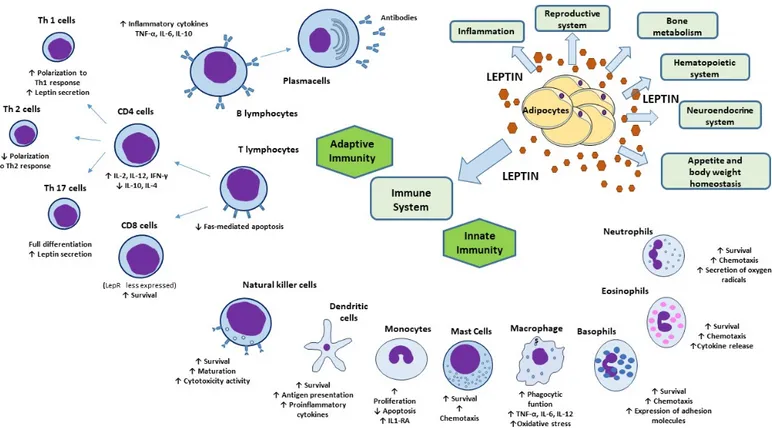 Figure 2. Physiologic functions of leptin and its effects on innate and adaptive immunity