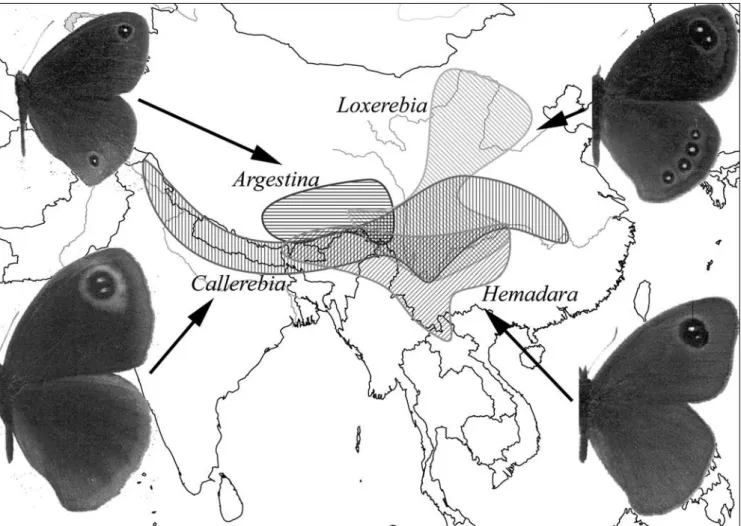 Figure 1: Distribution ranges of the Sino-Himalayan “callerebias”, i.e. satyrid genera Callerebia, Argestina, Hemadara and Loxerebia.