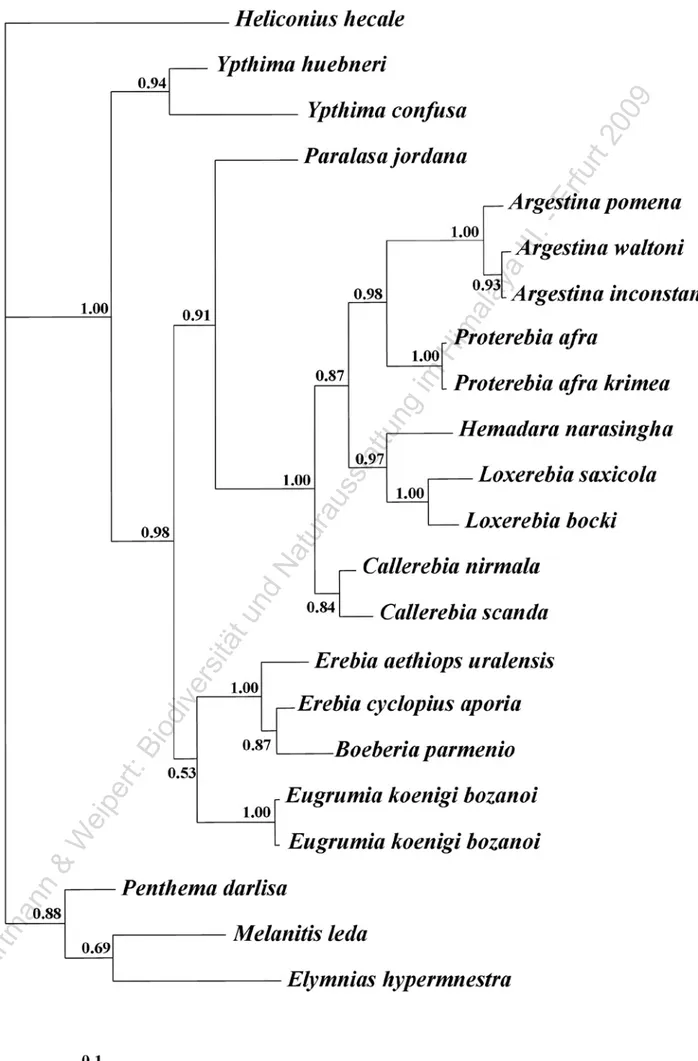 Figure 2: Molecular phylogenetic hypothesis based on Bayesian analysis. Numbers given above branches are posterior probabilities.© Hartmann &amp; Weipert: Biodiversität und Naturausstattung im Himalaya III