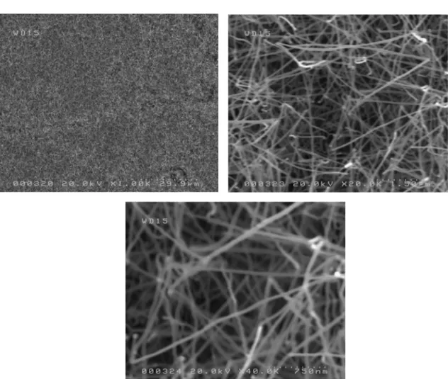 Figura 5.3: Immagine SEM di nanotubi cresciuti sulla faccia lappata del Si, con deposizione su substrato riscaldato