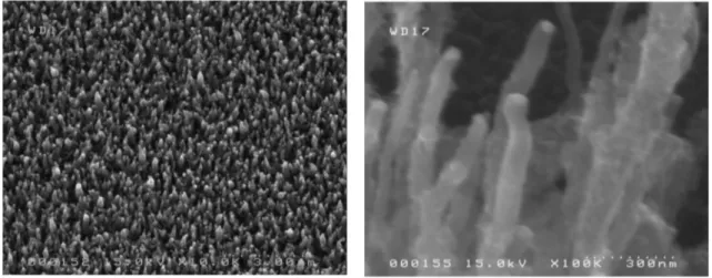 Figura 5.5: Immagine SEM si nanotubi cresciuti su substrato con catalizzatore nichel depositato per sputtering