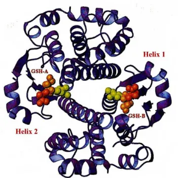 FIGURE 1.4. The homodimer of GSTP1-1 (59). 