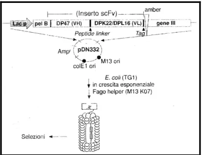 Fig  6:  Struttura  genetico molecolare  dell’inserto  plasmidico  contenente  VH-VL  legate  insieme  da  un  peptide  linker  ed  espresse come scFv sul batteriofago M13