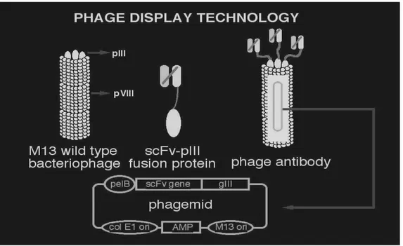 Fig 8:Frammenti scFv espressi sulla superficie del fagoM13 come prodotti di fusione  con  la  proteina  capsidica  pIII