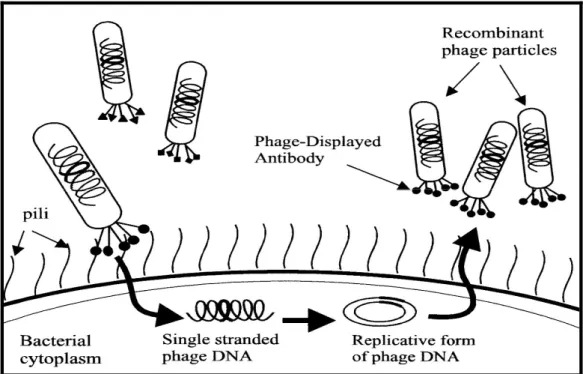 Fig  9:Generazione  e  amplificazione  degli  anticorpi  per  phage  display.  Le  particelle  fagiche  contenti  anticorpi  ricombinanti  fusi  con  la  proteina  di  rivestimanto  pIII  vengono infettati