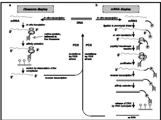 Fig 10: passaggi fondamentali nell’utilizzo del (a) ribosome display (b) mRNA  display
