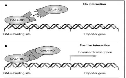 Fig  11:  Il  “doppio  ibrido”si  basa sui fattori  di  trascrizione.  Un  esempio  è  il  fattore  GAL4  di  lievito  che  può  essere  diviso  in  due parti: uno si lega al DNA (BD), l’altro attiva la trascrizione  quando  viene  portato  in  prossimità 
