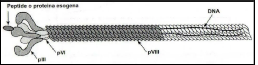 Fig 12: Struttura del fago filamentoso 