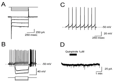 FIG 6: Caratteristiche elettrofisiologiche di un interneurone GABAergico della SNc  registrato mediante la tecnica del patch-clamp