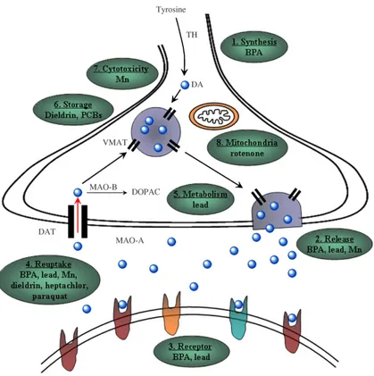 FIG 7: Rappresentazione schematica della neurotrasmissione dopaminergica e degli  effetti di vari agenti tossici ambientali (Jones DC and Miller GW, 2008)