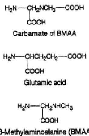 FIG 8: Il β-carbammato, a differenza della BMAA, ha una struttura simile a quella  dell’acido glutammico: 2 carbossili e 1 gruppo amminico (Brownson et al, 2002) 
