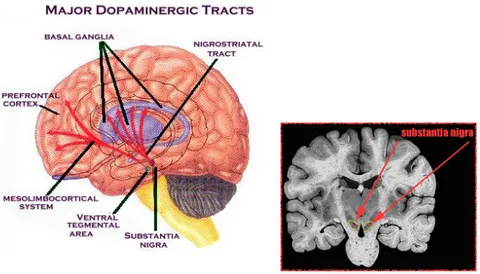 FIG 4: Localizzazione della sostanza nera e dell’aera tegmentale ventrale nel  mesencefalo e principali vie dopaminergiche