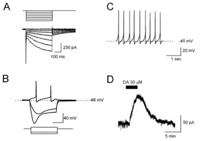 FIG 5: Caratteristiche elettrofisiologiche di un neurone dopaminergico della SNc  registrato mediante la tecnica del patch-clamp