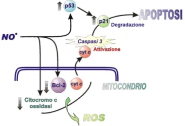 Figura 8. Meccanismo dell’apoptosi indotta da NO. 