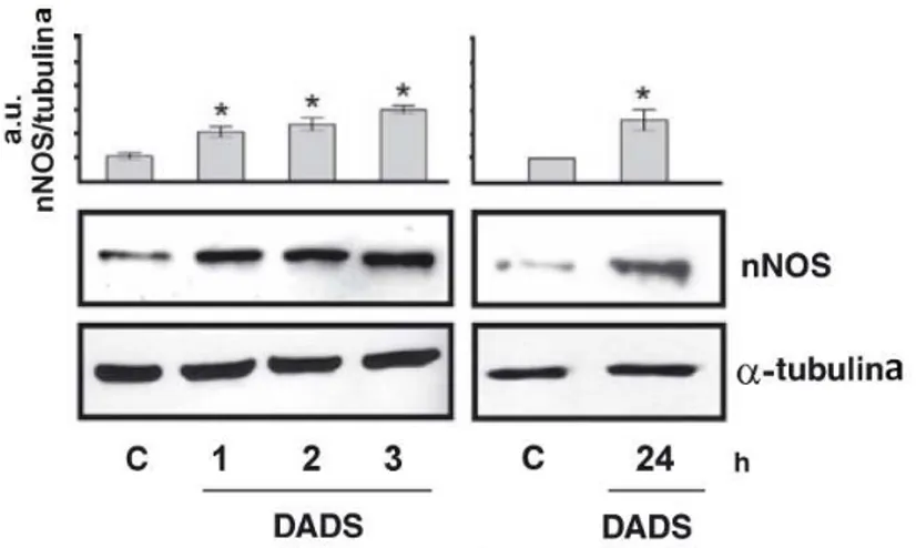Figura 2.  Analisi del contenuto proteico della nNOS dopo trattamento con il DADS.  
