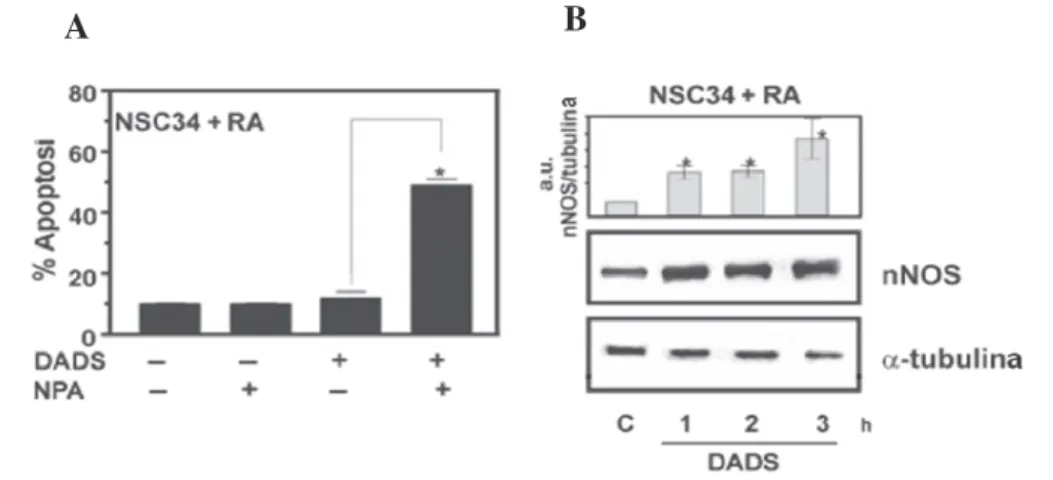 Figura  10.    Analisi  dell’apoptosi  e  del  contenuto  di  nNOS  dopo  differenziamento  delle  cellule NSC34