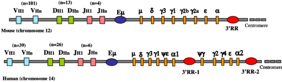 Fig. 2. The Immuoglobulin Heavy Chain (IgH) Locus in Mouse and Human.  The  map show the variable region (segment V-D-J), the enhancer Eµ,  the constant gene  and  the  regulative  region  at  3’  end  of  the  constant  region  (3’RR)