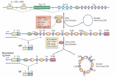 Fig.  3.  Rearrangements  of  the  immunoglobulin  heavy  chain  locus.  The  variable  region of the immunoglobulin heavy chain is assembled from the component variable (V H ),  diversity (D H ) and joining (J H ) gene segments by V(D)J recombination