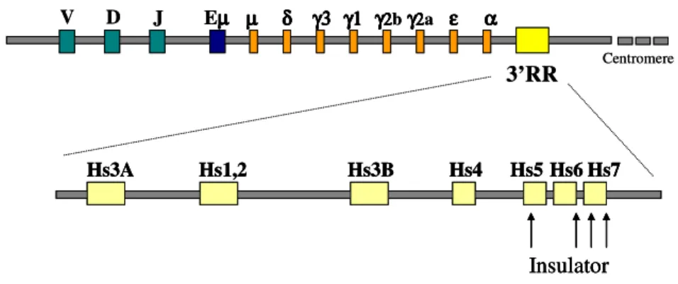 Fig.  5.  Murine  3’  IgH  Regulatory  Region    (3’RR).  In  the  mouse  IgH  locus  the  3’RR  is  located  downstream  of  the  Cα  constant  gene  and  harbours  several  DNase  I  hypersensitive  sites  (HS)