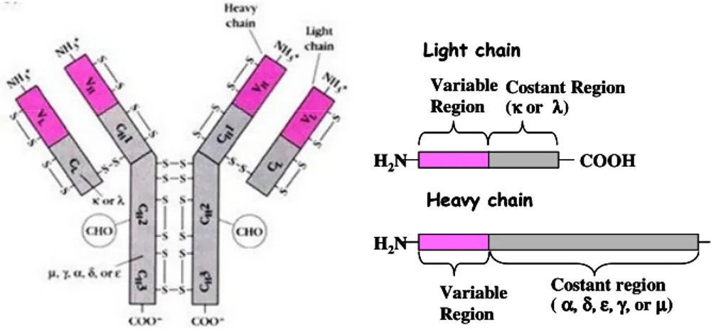 Fig.  1.  Immunoglobulin  structure.  Schematic  representation  of  an  antibody  molecole with two identical heavy (H) and light (L) chain
