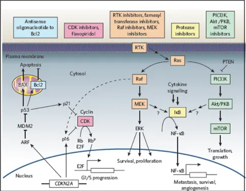 Figure 3. Melanoma drugs and their target pathways (Gray-Schopfer et al., 2007. Nature)