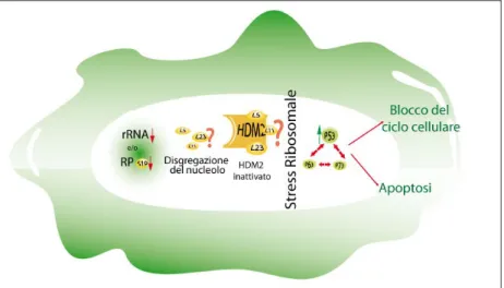 Fig. 1: Ipotesi dello stress ribosomale. La diminuzione della sintesi delle RPs e dei  trascritti dell’rRNA causa la stabilizzazione e l’attivazione di p53