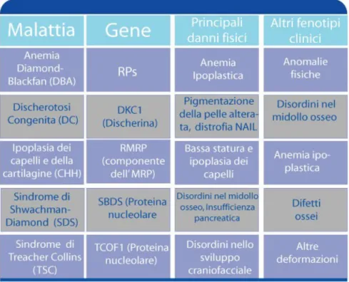 Tab. 1: Malattie ribosomali umane. Lista di alcune delle malattie ribosomali umane  conosciute.