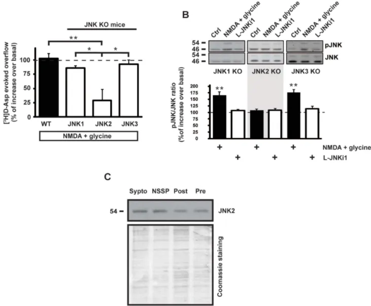 Figure 5 | NMDA-evoked glutamate release and NMDA-induced JNK phosphorylation are inhibited in JNK2 KO