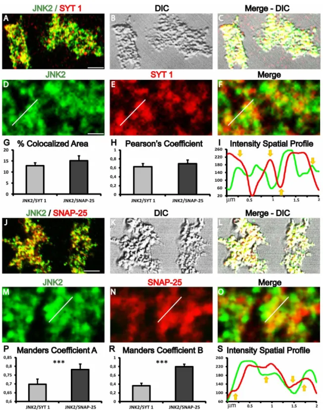 Figure 7 | Synaptosomal JNK2 expression and colocalization with presynaptic markers. Confocal images and colocalization analysis of JNK2/SYT 1 (A–