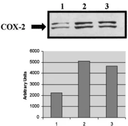 Fig. 3 A single i.c.v. dose of the HIV-1 coat protein gp120 causes a rapid enhancement of COX-2 expression in the brain neocortex of rat
