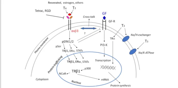 FIGURE 1 | Scheme of non-genomic and genomic actions of thyroid hormones. Non-genomic actions start at the integrin αvβ3, through MAPK/ERK1/2 they may go to the cytoplasm and nucleus to modulate gene expression