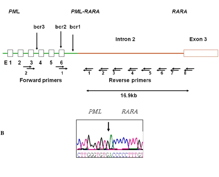 Fig  S1:  Schematic  diagram  showing  the  strategy  employed  to  identify  t(15;17)  genomic  breakpoint junction locations