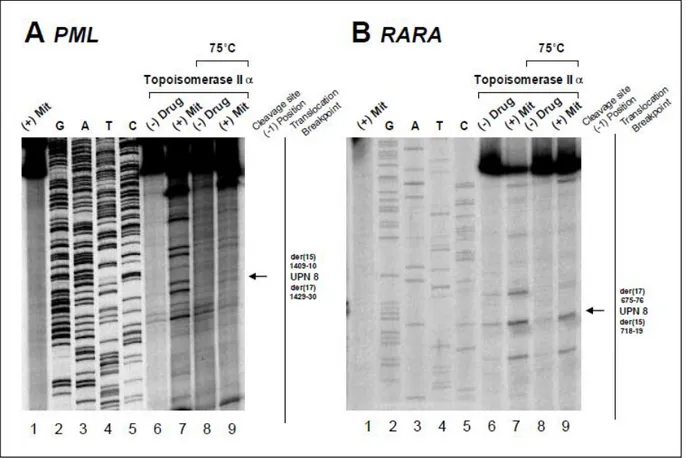 Figure S4. Investigation of translocation mechanism in UPN 8 by in vitro topoisomerase  IIα  DNA  cleavage  assay