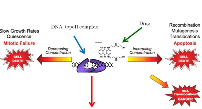 Figure  S5:  The  working  model  of  DNA  topoisomerase  IIα  cleavage  assay.  Normal  homologues  encompassing  translocation  breakpoint  regions  were  end  labelled,  incubated  with  human DNA topoisomerase  II,  ATP,  and  mitoxantrone