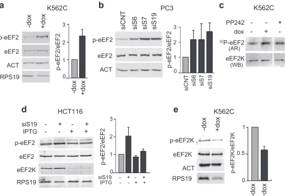 Figure 6. Analysis eEF2 and eEF2K during ribosomal stress. (a) Protein extracts from K562C cells were analyzed as in Figure 2a with the indicated primary antibodies