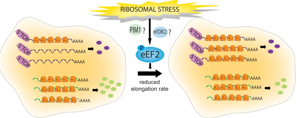 Figure 7 Model of TOP mRNA regulation in response to ribosomal stress. TOP mRNAs are poorly translated (compared to non-TOP mRNAs) and thus partly non-utilized because they are ‘weak’ competitors for translation initiation