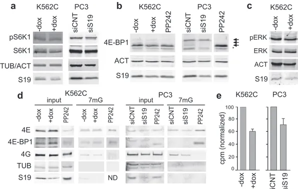 Figure 2. Analysis of mTORC1 pathway and protein synthesis. (a) Protein extracts, prepared from K562C cells treated with or without dox and from PC3 cells transfected with an unrelated siRNA (siCNT) or with a siRNA against RPS19 (siS19), were analyzed by w