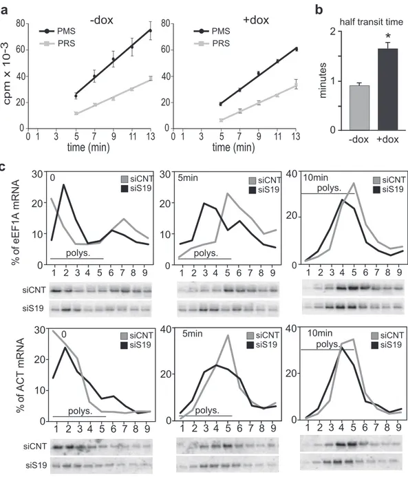 Figure 3. Analysis of translation elongation. (a) Ribosome transit time measurements in K562C cells, either untreated (-dox) or treated for four days with dox (+dox), were determined by measuring the kinetics of [ 35 S]-methionine /[ 35 S]-cysteine incorpo