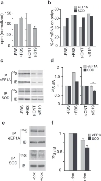 Figure 5. Analysis of newly synthesized eEF1A and SOD. (a) PC3 cells untransfected ( −FBS, +FBS), transfected with a control siRNA (siCNT) or with siRNA against RPS19 (siS19), were grown without serum for 16 h.