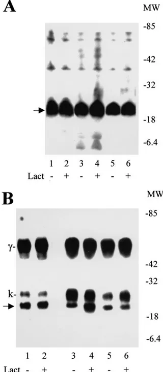 Fig. 6. Identification of p21Ras in fibrolasts transfected with scFv fragments. (a) Western blot analysis of the insoluble fraction of nontransfected 3T3 K/Ras transformed cells (lanes 1 and 2), transfected with anti-Ras 1 (lanes 3 and 4) and with anti-NGF
