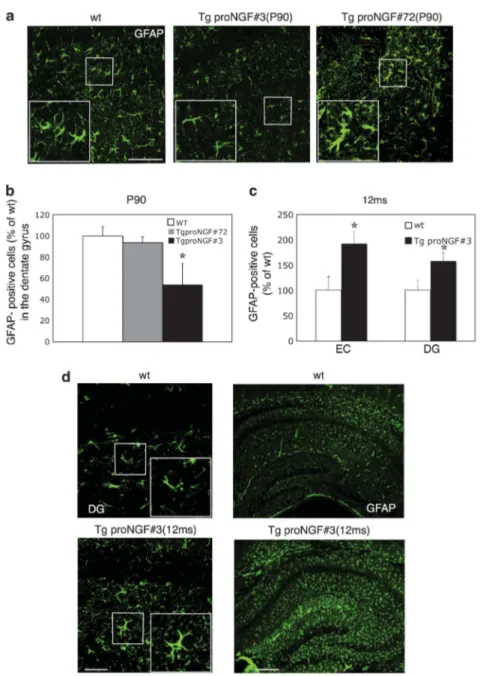 Figure 4 GFAP immunoreactivity in 3-month-old TgproNGF#3 and proNGF#72 mice. (a) Glial fibrillar acidic protein (GFAP) immunofluorescence in the dentate gyrus of P90 TgproNGF mice: in TgproNGF#3 mice, astrocytes are decreased compared with WT mice