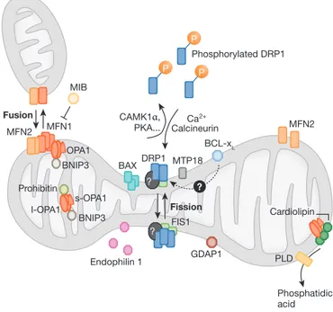 Fig 1 | The dynamics of mitochondrial fission and fusion. The localization, as  well as some interaction and modification of the principal proteins involved  in the two processes are shown