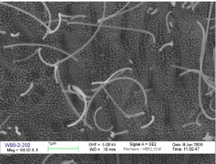 FIG. 2: SEM plan-view of the surface of a typical CNTs  sample. Some CNTs exit  the alumina pores and can reach a total length of some microns